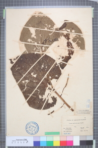 Specimen thumbnail